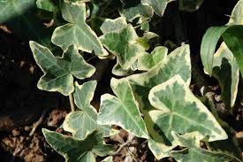 Attēlu rezultāti vaicājumam “Hedera helix  leaf”