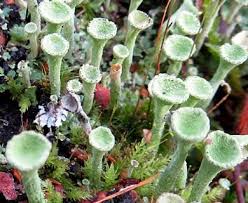 Attēlu rezultāti vaicājumam “Cladonia fimbriata”