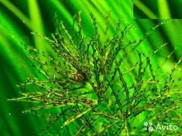 Attēlu rezultāti vaicājumam “Najas marina leaf”