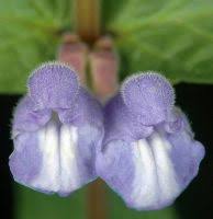 Attēlu rezultāti vaicājumam “Scutellaria galericulata leaf”