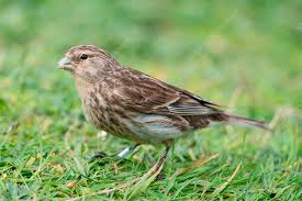 Image result for twite photo