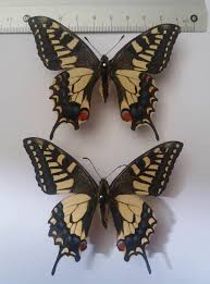Attēlu rezultāti vaicājumam “Papilio machaon upperside”