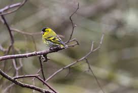 Attēlu rezultāti vaicājumam “Carduelis spinus male”