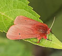 Attēlu rezultāti vaicājumam “Colostygia pectinataria female”