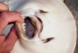 Image result for Hypanus say