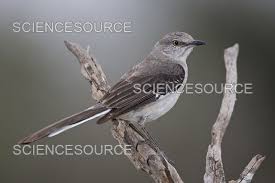 Image result for Mimus polyglottos