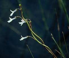 Attēlu rezultāti vaicājumam “Lobelia dortmanna flower”