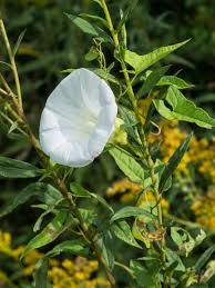 Attēlu rezultāti vaicājumam “Calystegia sepium fruit”
