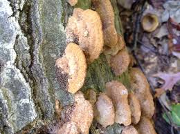 Attēlu rezultāti vaicājumam “Hapalopilus nidulans”