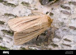 Attēlu rezultāti vaicājumam “Mythimna impura”