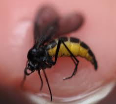 Attēlu rezultāti vaicājumam “Sciara analis”