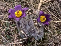 Attēlu rezultāti vaicājumam “Pulsatilla patens fruit”
