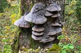 Attēlu rezultāti vaicājumam “Fomes fomentarius”