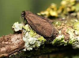 Attēlu rezultāti vaicājumam “Psyche casta”