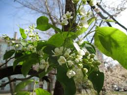 Attēlu rezultāti vaicājumam “Padus avium leaf”