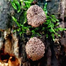 Attēlu rezultāti vaicājumam “Tubifera montana spores”