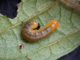 Attēlu rezultāti vaicājumam “Depressaria olerella imago”