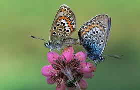 Attēlu rezultāti vaicājumam “Plebejus argus female”
