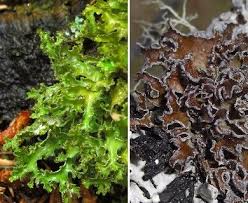 Attēlu rezultāti vaicājumam “Tuckermannopsis chlorophylla”