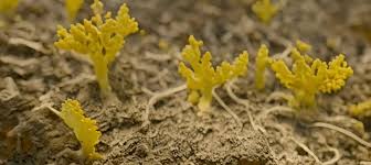 Attēlu rezultāti vaicājumam “Physarum gravidum macro”