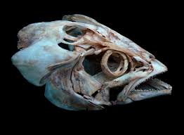 Image result for Euthynnus alletteratus