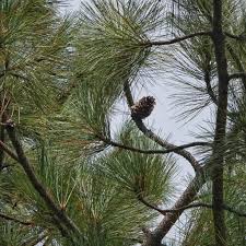 Attēlu rezultāti vaicājumam “Pinus ponderosa”