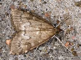 Attēlu rezultāti vaicājumam “Udea prunalis”