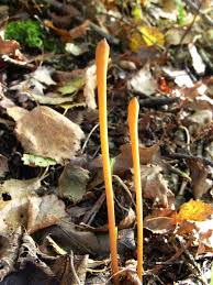 Attēlu rezultāti vaicājumam “Macrotyphula fistulosa”