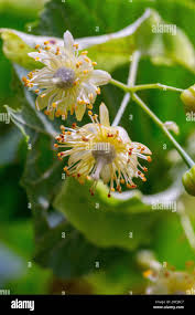 Attēlu rezultāti vaicājumam “Tilia platyphyllos subsp. cordifolia flower”