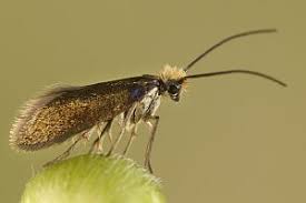 Attēlu rezultāti vaicājumam “Micropterigidae”