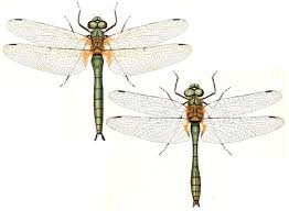 Attēlu rezultāti vaicājumam “Cordulia aenea”