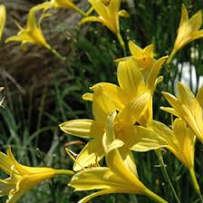 Attēlu rezultāti vaicājumam “Hemerocallis lilioasphodelus”