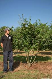 Attēlu rezultāti vaicājumam “Mespilus germanica”