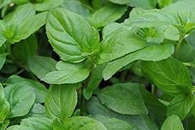 Attēlu rezultāti vaicājumam “Mentha x piperita”