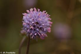 Image result for Succisa pratensis