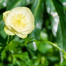 Attēlu rezultāti vaicājumam “Trollius europaeus flower”