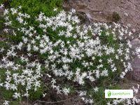 Attēlu rezultāti vaicājumam “Dianthus arenarius leaf”