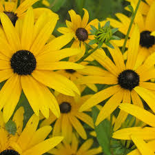 Image result for Sonnenhut