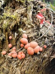 Attēlu rezultāti vaicājumam “Lycogala botrydium young”