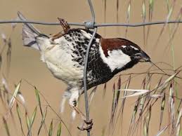 Image result for Passer hispaniolensis