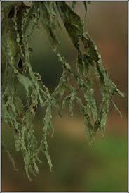 Attēlu rezultāti vaicājumam “Ramalina farinacea”