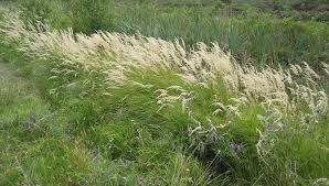 Attēlu rezultāti vaicājumam “Calamagrostis canescens fruit”