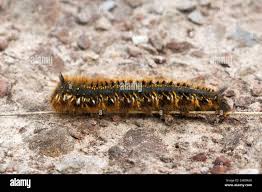 Attēlu rezultāti vaicājumam “Euthrix potatoria larva”