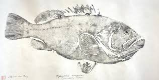 Image result for Pachymetopon grande