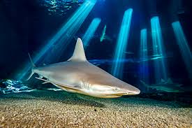 Image result for Carcharhinus plumbeus