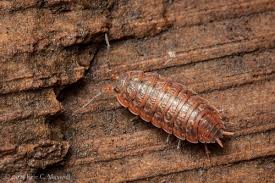 Attēlu rezultāti vaicājumam “Oniscoidea”