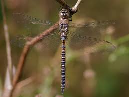 Attēlu rezultāti vaicājumam “Aeshna mixta male”