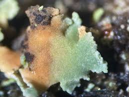 Attēlu rezultāti vaicājumam “Arthonia byssacea”