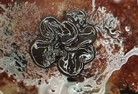 Attēlu rezultāti vaicājumam “Cricotopus male”