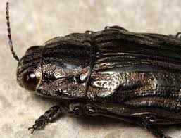 Attēlu rezultāti vaicājumam “Chalcophora mariana”